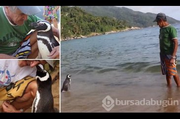 Dünya bu olayı konuşuyor: Penguenin vefası