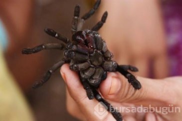 Hap gibi örümcek yutuyorlar