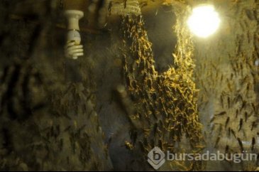 Canlı böcek üretim çiftlikleri sevkiyata başladı