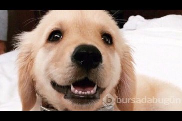 Sevimlilik abidesi 16 yavru köpek