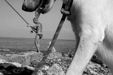 Dev köpeklerin birbirinden ilginç fotoğrafları