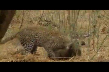 Leoparın intikamı
