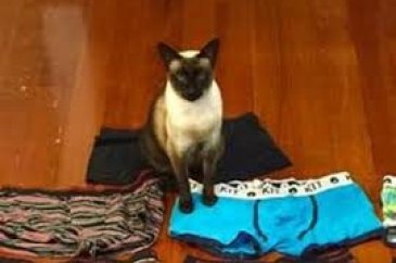 Erkek çamaşırına meraklı 'hırsız kedi'