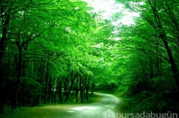 Parkların insan sağlığına etkileri