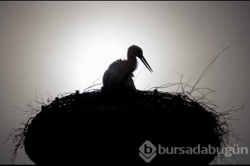Çöplüklerden beslenen leylekler göç etmeyi bırakıyor
