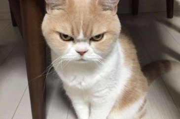 Huysuz kedi "Koyuki"