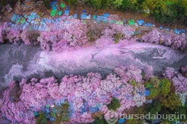 16 fotoğrafla Japonya'daki 'kiraz çiçeği' tutkusunu anlamak
