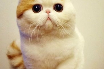 Dünyada en çok kedi nerede?