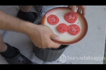 Saksının içine 4 dilim domates koydu, 10 gün sonraysa...