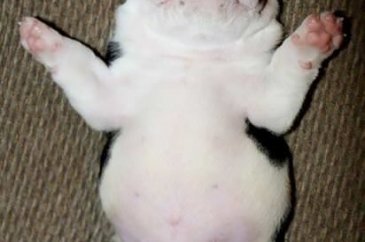 Minik köpeğin yürek burkan hikayesi