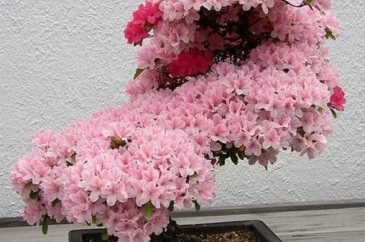 22 harika 'bonsai' türü
