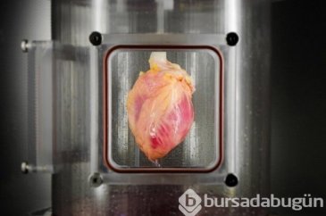 Kök hücreden gerçek boyutlarda atabilen kalp ürettiler