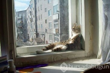 Sıcağa karşı zaafı olan 29 keyifçi kedi
