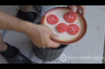 Saksının içine dört dilim domates koydu... Sonuç şaşırtıcı
