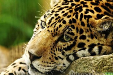 Jaguar nasıl bir hayvandır?