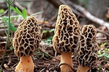 Kuzu göbeği mantarı sezonu açıldı