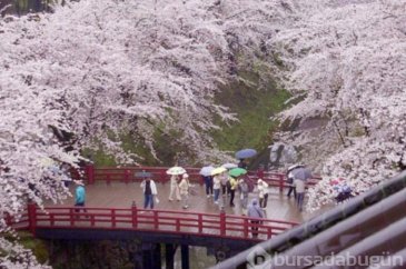 Japonya'da kiraz çiçeği zamanı