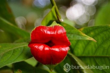 Bu çiçekler başka bir şeye benziyor