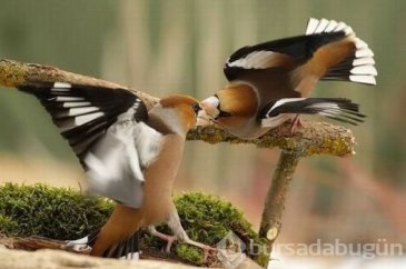 En çok tıklanan fotoğraflar