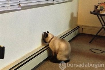 Kediniz başını duvara yaslıyorsa aman dikkat!