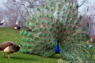 Dişilerin cinsel tacizden korunma yöntemleri