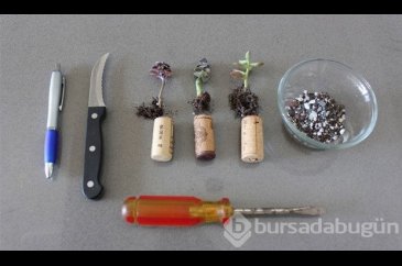 Mantarı kesti biçti sonuç herkesi şaşırttı