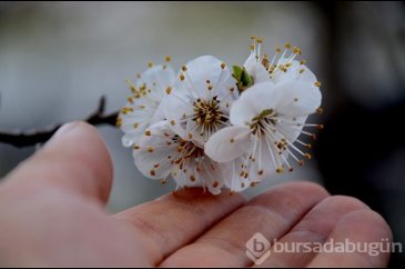 Kars'ta kayısı ağaçları çiçek açtı