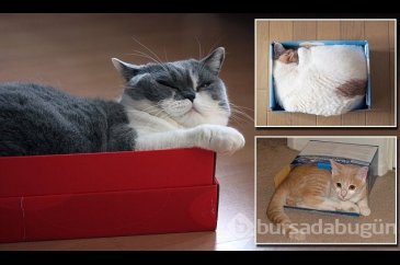 Kediler neden kutuların içine girmeyi sever?