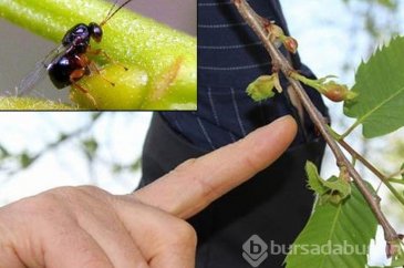 Uludağ'da katil arı paniği
