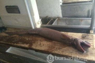 En tuhaf deniz yaratıkları