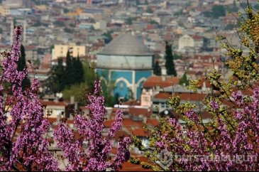 12 maddede şehri renk cümbüşüne çeviren Erguvan Ağacı'nın öyküsü