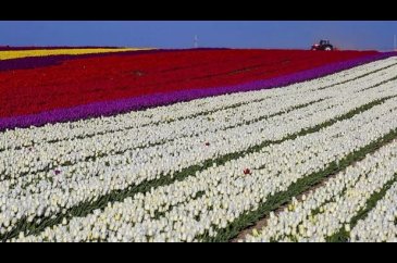 Burası Hollanda değil burası Konya!