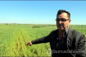 Edirne'de buğday ekili tarlalarda virüs alarmı