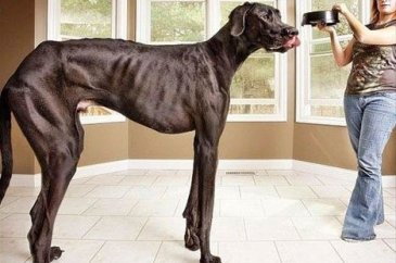 Dev köpekler

