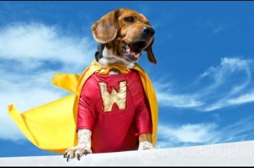 Köpekler insan canı kurtarmayı nasıl öğreniyor?