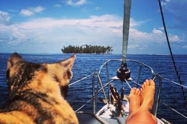 Karşınızda hepimizden daha çok seyahat eden kedi: Amelia
