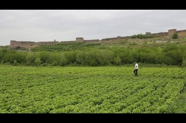 'Geceleri bahçelere gidip gizlice diktik'