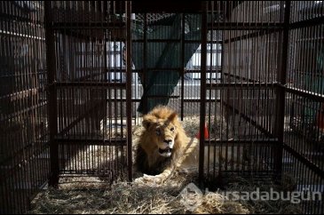 Sirklerden kurtarılan aslanlar yuvalarına dönüyor