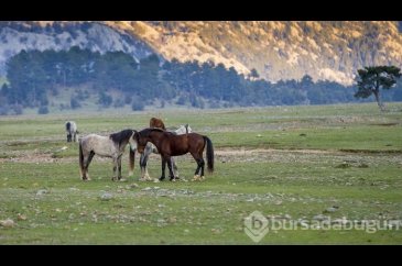 Yılkı atları turistlerin ilgi odağı oldu