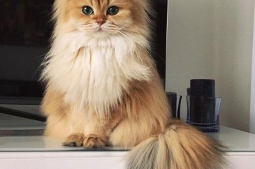 Karşınızda dünyanın en fotojenik kedisi Smoothie