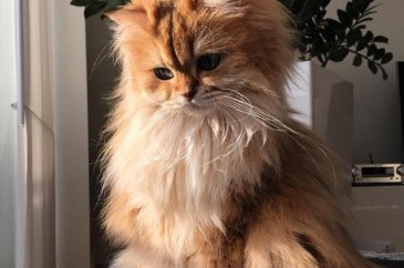 Fotojenik kedi