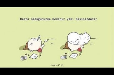 kedilerin hayatımıza kattığı 21 şey
