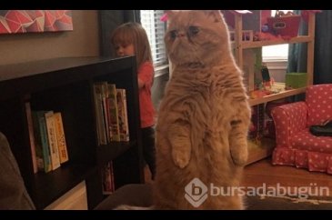 Kendini insan sanan kedi!
