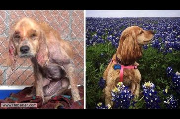 Ölmek üzere olan köpekleri hayata döndürdüler