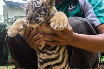 İki Bengal Kaplanı dünyaya geldi
