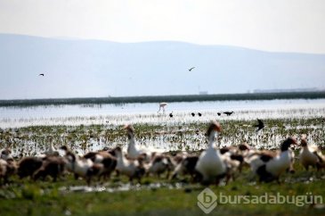 Pelikan ve flamingolar ziyaretçilerini bekliyor
