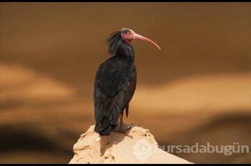 Dünyanın en seyrek görülen kuşları