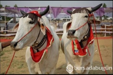 Hindistan'ın geleneksel güzellik yarışmasına ilgi yine büyüktü