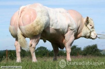 Bu hayvanlar gerçek olabilir mi diyeceğiniz obez hayvanlar