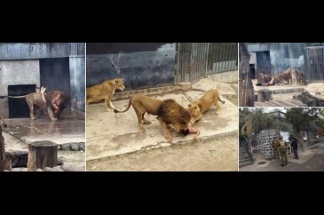Aslan kafesinde intihar dehşeti